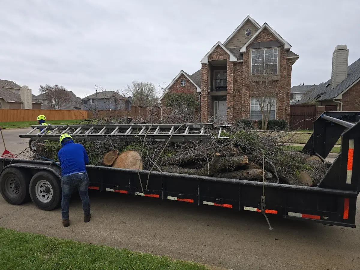Expert Tree Pest Control with proper safety equipment in Oakland